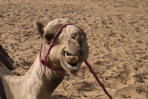 dromedario tánger marruecos