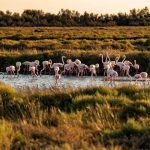 flamingos donana national park trip from seville