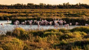 flamingos donana national park trip from seville