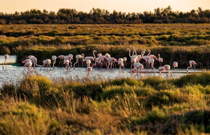 flamingos donana national park trip from seville