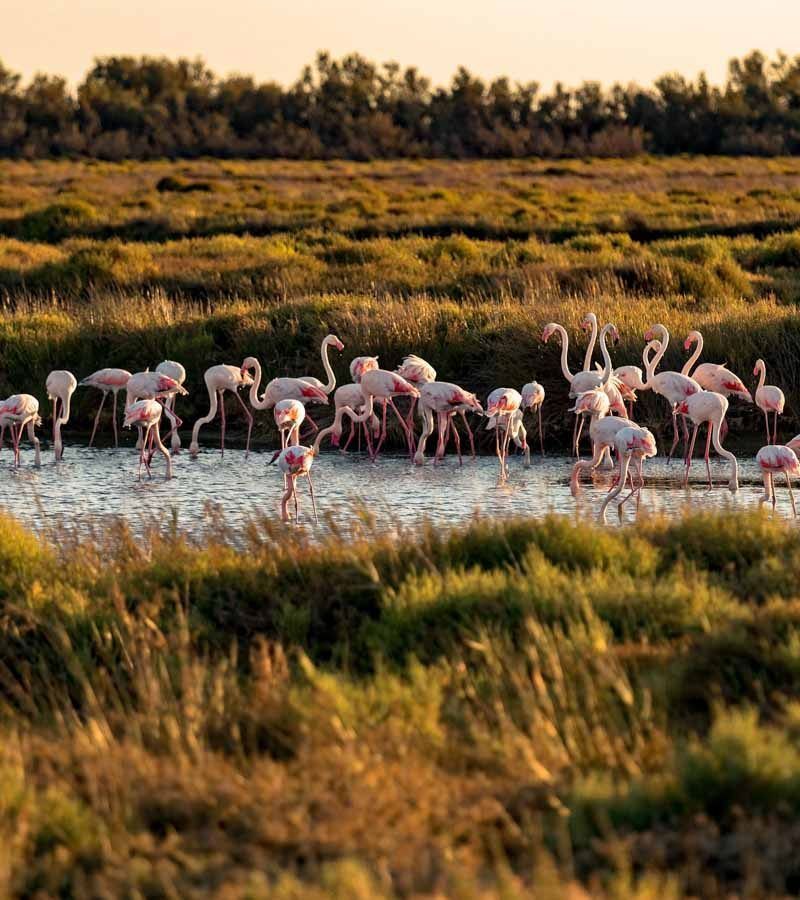 flamingos donana national park trip from seville