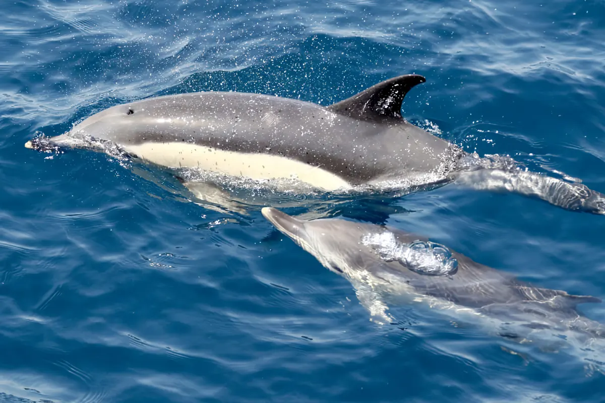 Un delfín y su cría nadando juntos en el estrecho de Gibraltar — excursión de un día para avistar delfines desde Sevilla