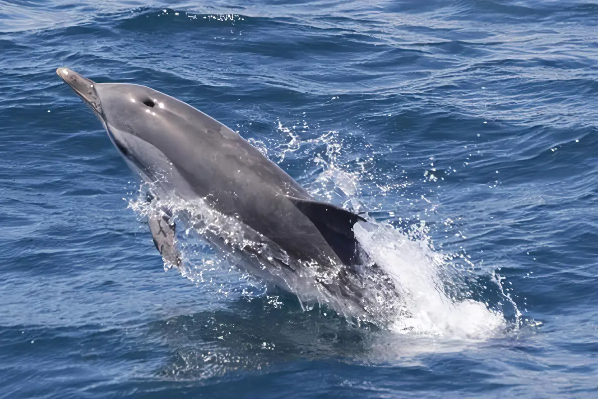 Un delfín saltando fuera del agua en el estrecho de Gibraltar — Excursión de un día para avistar delfines desde Sevilla