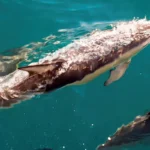 Dolphins swimming in crystal clear water in the Strait of Gibraltar on a day trip from Seville