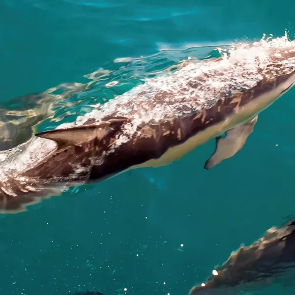 Dolphins swimming in crystal clear water in the Strait of Gibraltar on a day trip from Seville