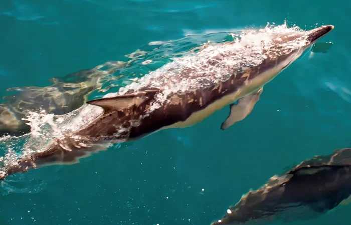 Des dauphins nageant dans les eaux cristallines du détroit de Gibraltar lors d'une excursion d'une journée au départ de Séville