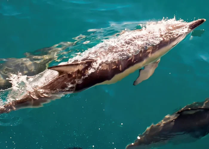 Dolphins swimming in crystal clear water in the Strait of Gibraltar on a day trip from Seville