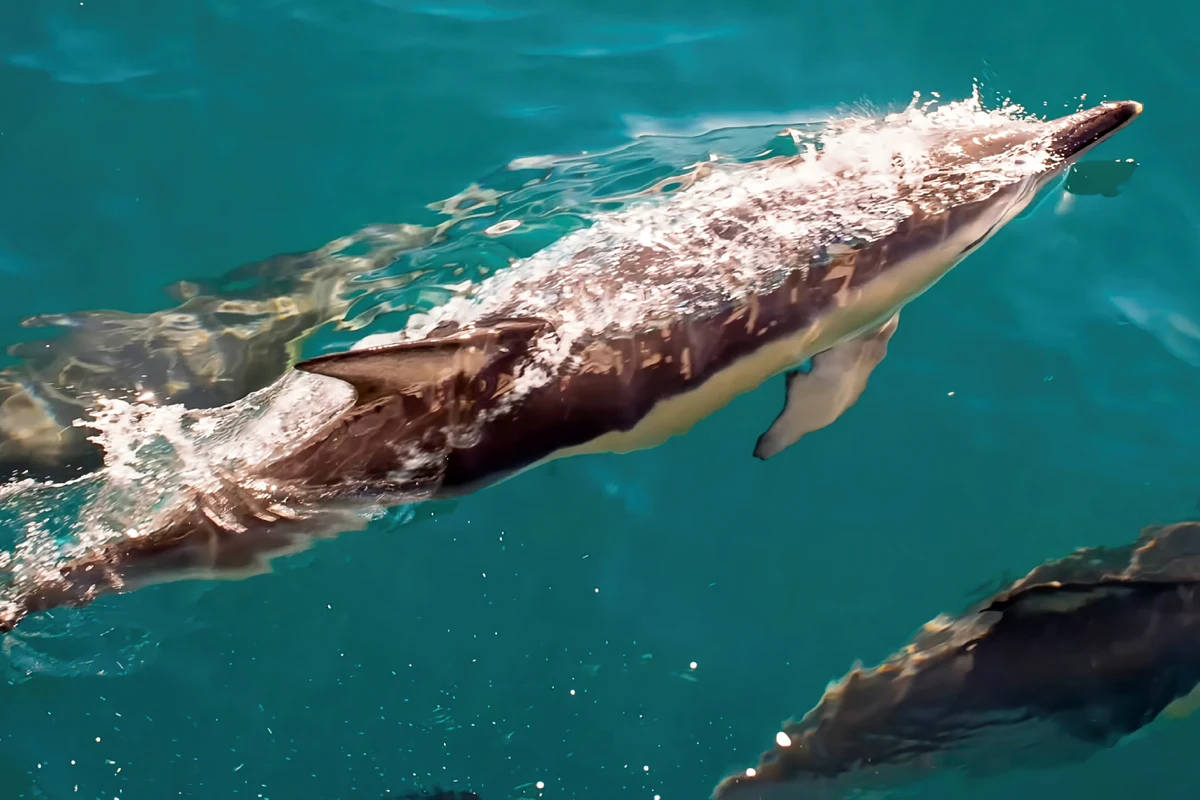 Des dauphins nageant dans les eaux cristallines du détroit de Gibraltar lors d'une excursion d'une journée au départ de Séville