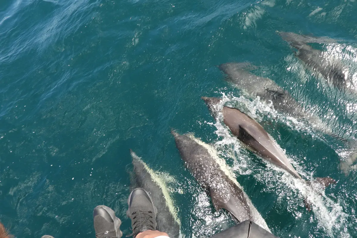 Manada de delfines visible bajo el barco en el estrecho de Gibraltar — excursión de un día desde Sevilla