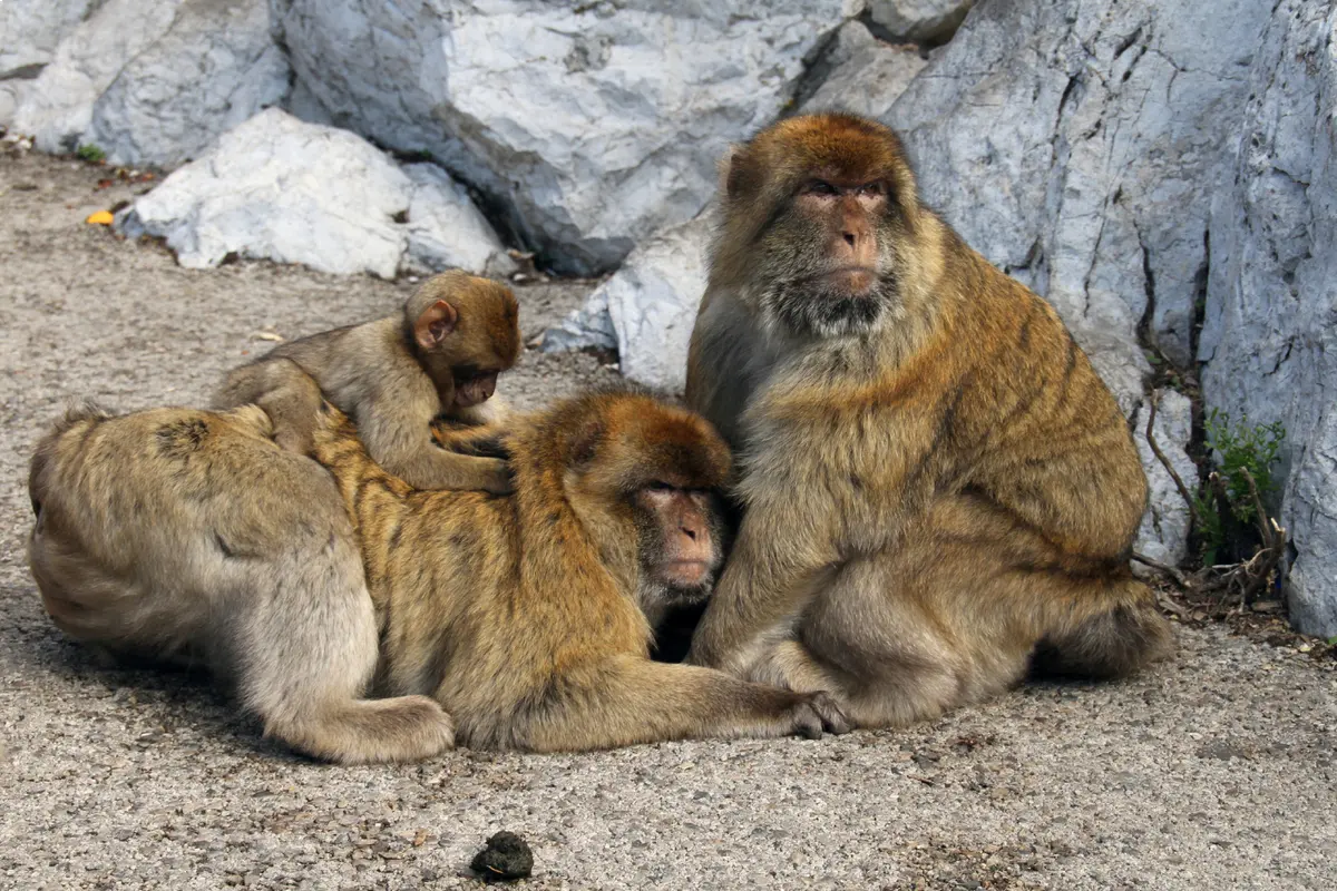 Una familia de macacos de Berbería en el Peñón de Gibraltar, durante una excursión a Gibraltar y Tánger desde Sevilla