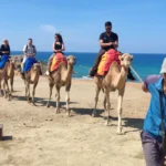 Group riding camels on the beach in Tangier on a three country tour visiting Gibraltar and Morocco from Seville
